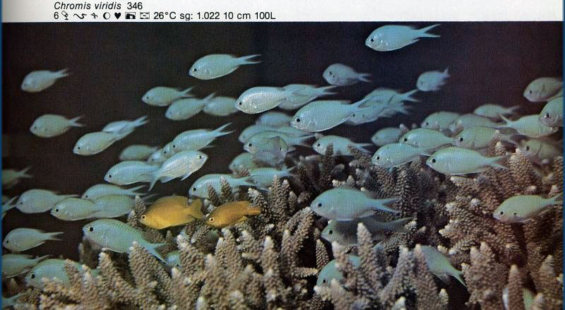 Chromis viridis